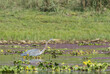 © Gabrielle - Purple Heron (Ardea purpurea) in water, Chitwan National Park, Nepal