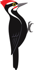  Pileated woodpecker illustration. Black bird with red crest. Isolated vector clip art.