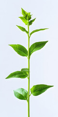 Wall Mural - photo of a sapling of echinacea plant, green leafs, young plant, clean white background