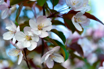 Wall Mural - Beautiful apple tree flowers in spring. Apple tree flowers in close-up. Beautiful bokeh.