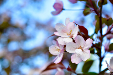 Wall Mural - Beautiful apple tree flowers in spring. Apple tree flowers in close-up. Beautiful bokeh.