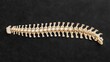 © Phatharaporn - Human spine skeleton model anatomy display educational purpose studio environment top view health and science concept