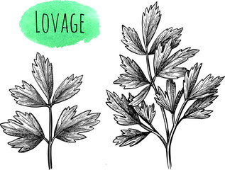 Wall Mural - lovage ink sketch.