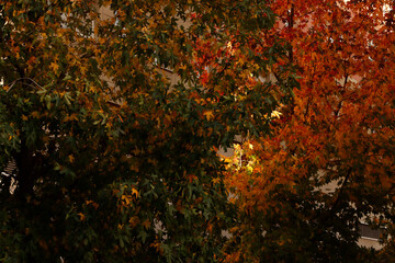 Wall Mural - Tree in autumn colors