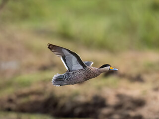 Wall Mural - Silver Teal in flight over field