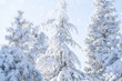 © scharfsinn86 - Snow covered trees. Winter forest