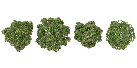 3d illustration aesculus trees on transparent background from the top view
