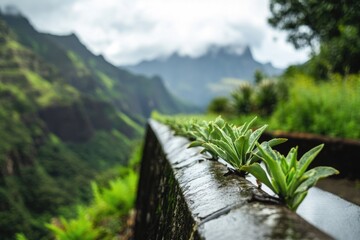 Aufkleber - A stone wall covered in plants and foliage