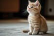 © Ева Поликарпова - A small kitten sits on the floor gazing upwards, ideal for pet-related or everyday life imagery
