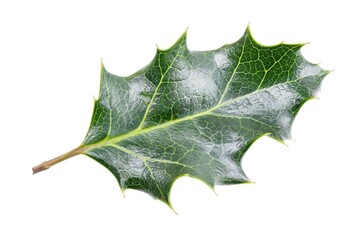 Poster - A single green leaf on a plain white background, perfect for illustrations and designs