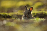 Królik europejski, królik dziki (Oryctolagus cuniculus), rabbit