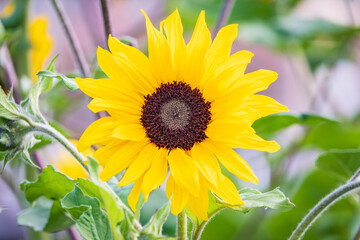 Wall Mural - Close-up on the head of sunflower blooming, textures of stamens