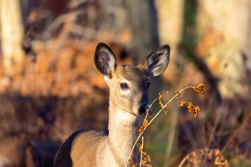 Wall Mural - the white-tailed deer (odocoileus virginianus), also known as the whitetail or virginia deer