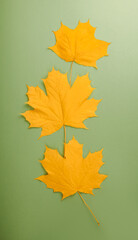 Wall Mural - Autumn concept - narrow vertical picture for the interior - on a pistachio background, three yellow dry autumn maple leaves