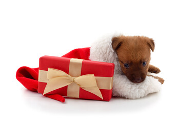 Wall Mural - One dog in a Christmas hat with gift.