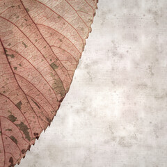 Wall Mural - stylish square textured old paper background with Colorful leaf of Acalypha wilkesiana,  copperleaf plant