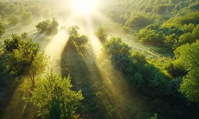 Wall Mural - sunbeams illuminating a misty green forest at dawn
