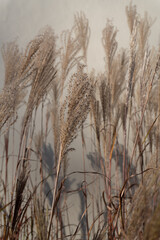 Naklejka na meble A serene view of Chinese Miscanthus in the late afternoon light, where the fine, silvery plumes shimmer under the sun's rays.