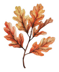 Wall Mural - PNG Autumn oak leaves on white