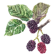 A watercolor of a Mulberry, isolated on a white background. Mulberry vector.