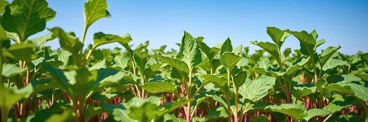 Wall Mural - Field of sugar beets with bright green leaves and blue sky at harvest time, agricultural land, farm scenery, blue sky