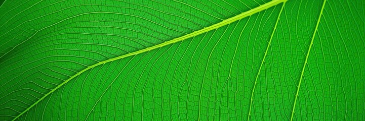 Close-up of the underside of a large green leaf showing detailed veins and texture, green leaf underside, botany, botanical