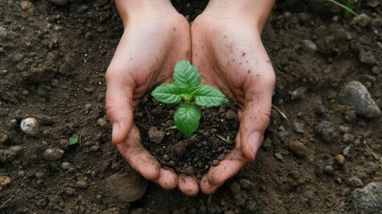 Aufkleber - Two hands carefully hold a small green seedling, surrounded by dark, fertile soil, reflecting a nurturing moment in nature. Generative AI
