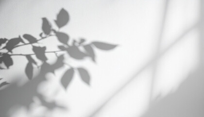 Abstract silhouette shadow white background of natural leaves tree branch falling on wall. Transparent blurry shadows leaf in morning sun light.