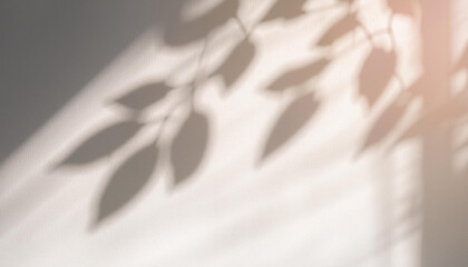 Abstract silhouette shadow white background of natural leaves tree branch falling on wall. Transparent blurry shadows leaf in morning sun light.