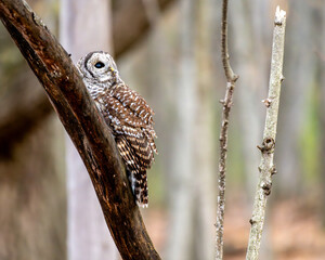 Wall Mural - barred owl