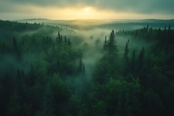 Wall Mural - a misty sunrise over a dense forest, the sun peeking through the clouds and illuminating the tall ev