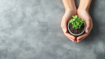 Aufkleber - Two hands cradle a small seedling in a pot, emphasizing the importance of nurturing plants in a calming indoor environment. Generative AI