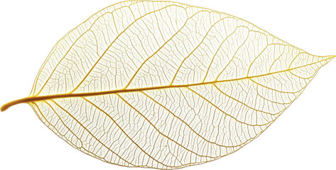 Poster - Transparent leaf skeleton on transparent background, botanical concept