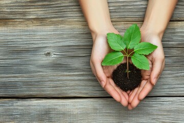Poster - Two hands carefully support a small seedling with fresh green leaves, showcasing a nurturing moment in a gardening setting. Generative AI