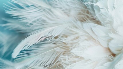 Poster - A close-up view showcases the soft white feathers, highlighting their intricate details and textures in a tranquil and luminous setting