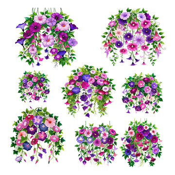 Wild Petunias Beautiful Flowers Watercolor Floral Vector Illustration.