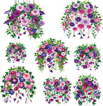 Wild Petunias Beautiful Flowers Watercolor Floral Vector Illustration.