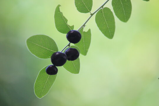 Phyllanthus reticulatus fruit is ripe and black with a blurred background