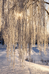 Wall Mural - Hanging birch branches with hoarfrost in the sunshine on a cold winter day