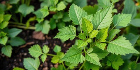 Wall Mural - green leaves background