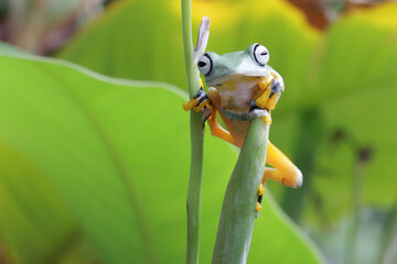 Wall Mural - tree frog on leaf, gliding frog (rhacophorus reinwardtii) sitting on branch, javan tree frog on bran