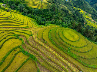 Drone aerial view of rice terrace field in harvest season,Green agricultural fields in countryside at northern Vietnam