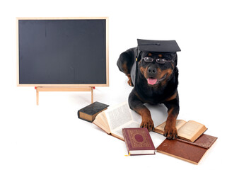 Wall Mural - rottweiler back to school