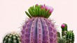© Muhammad - A photo of a beautiful, isolated pink cactus