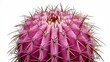 © Muhammad - A photo of a beautiful, isolated pink cactus
