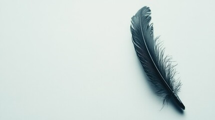 Wall Mural - Elegant Black Feather on Soft Light Background, Perfect for Minimalist Concepts and Natural Textures in Photography Projects, Illustrations, and Graphic Designs