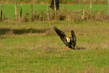 Black-faced ibis Banduria bird with long beak Chile