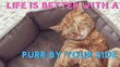 © Apiwat - Life is better with a purr by your side