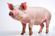 © ClaudioArnese - Maiale su sfondo bianco