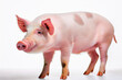 © ClaudioArnese - Maiale su sfondo bianco